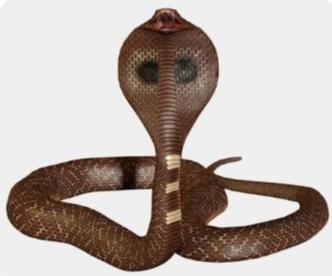 ସାପ କାମୁଡାରେ ଯୁବକ ମୃତ