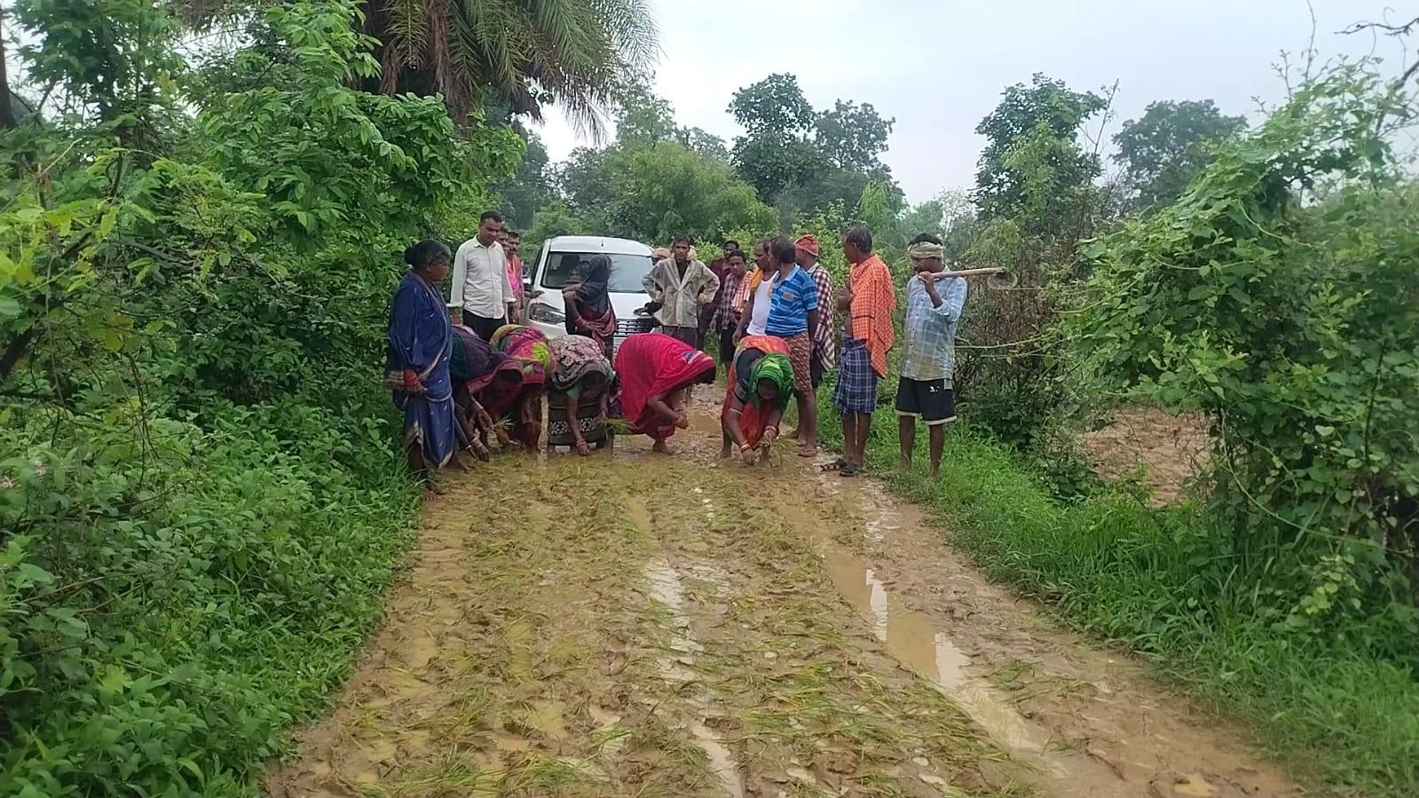 କାଦୁଅ ପଚପଚ ରାସ୍ତା , ଯାତାୟତ ବାଧାପ୍ରାପ୍ତ , ରାସ୍ତା ଉପରେ ଧାନ ଗଛ ଲଗାଇ ପ୍ରତିବାଦ କଲେ ଗ୍ରାମବାସୀ